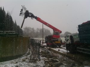 abattage d’arbre au Tree Trimmer