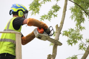 démontage d’arbre par nacelle