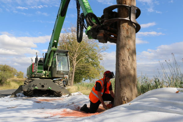 Tronçonnage du fût d’un arbre malade