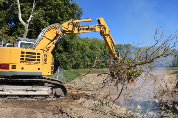 Brûlage des bois infectés par le chancre coloré