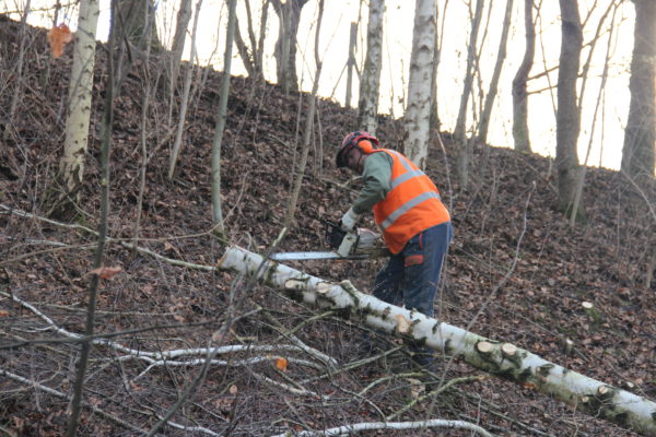 tronçonnage d’arbre abattu