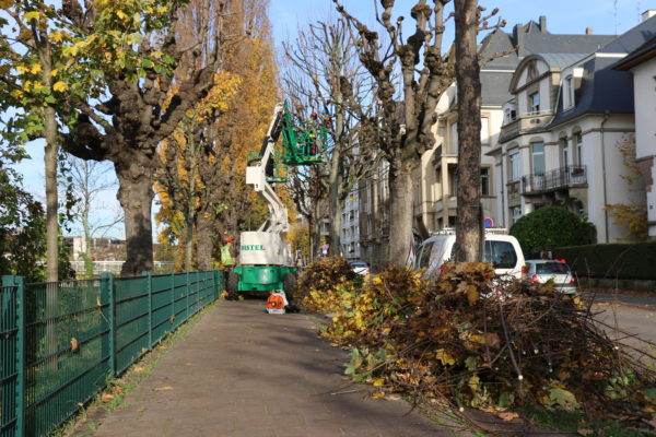 taille en tête de chat en bordure de route en ville