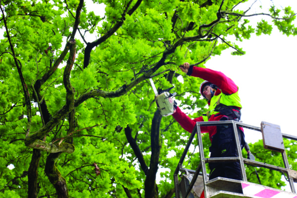 taille sanitaire dans un jardin paysager en ville