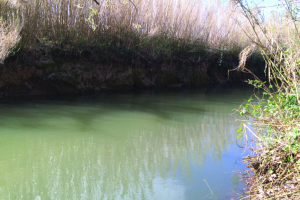 entretien de ripisylve : cour d’eau après intervention