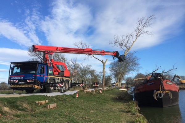 abattage d’un arbre infecté à l’aide du Tree Trimmer