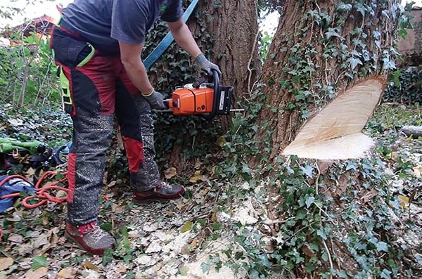 abattage du fût restant après démontage