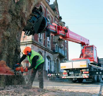 abattage manuel de la chandelle avec soutien du tree trimmer