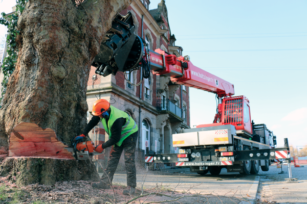 abattage manuel de la chandelle avec soutien du tree trimmer