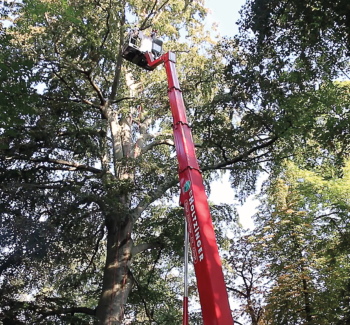 opérateur nacelle déposant élagueur en haut de l’arbre