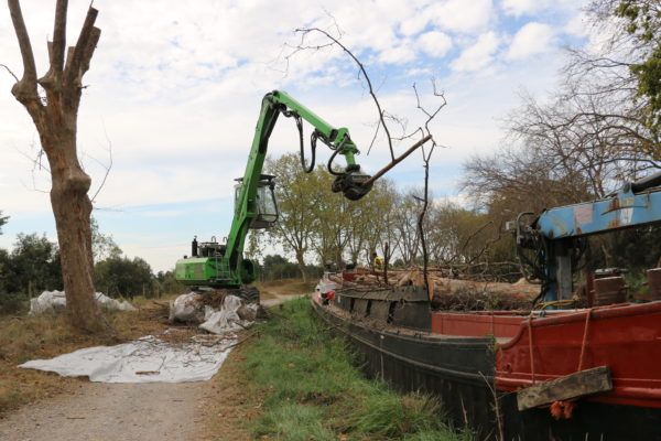 Démontage d’arbre avec pelle mécanique et tête d’abattage